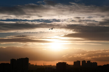 Silhouette of a flying seagull over the city in the evening. Orange sunset. Multi-colored clouds are illuminated by the setting sun.