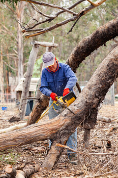 Man using chainsaw to cut branch broken off in drought so it so it falls safely