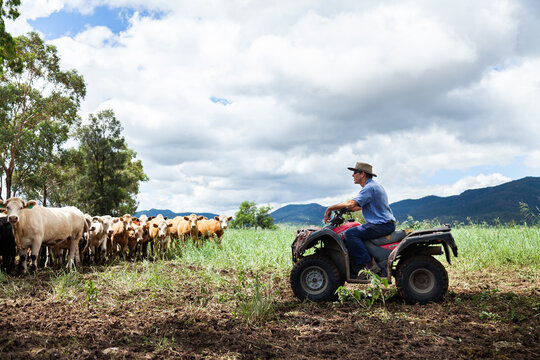 Happy farmer on quad bike surrounded by mixed mob of cattle