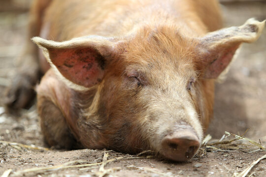 Rare breed pig sleeping