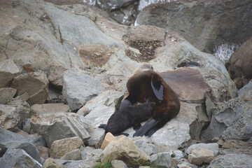 New Zealand- Kaikoura Close Up of a Wild Fur Seal Pup Nursing