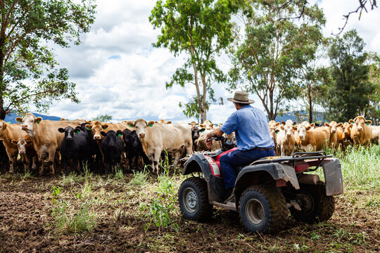 Happy farmer on quad bike surrounded by mixed mob of cattle