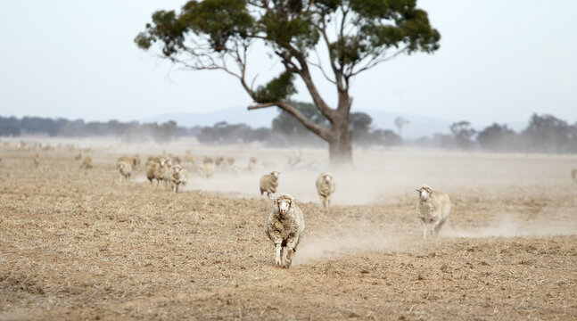 Sheep with no grass in dusty paddock