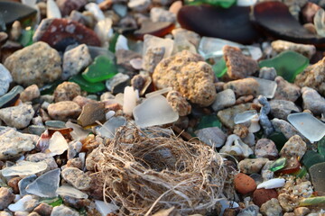 close up of a pile of seashells