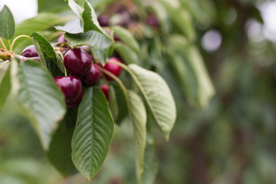 cherries hanging from a branch