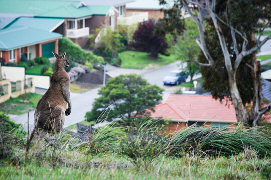 A large male kangaroo looks out of the urban sprawl encroaching on its home