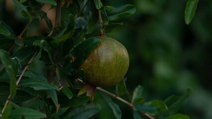 fresh pomegranate fruits ripening in the garden