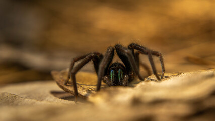large brown spider with bright green chelicerae