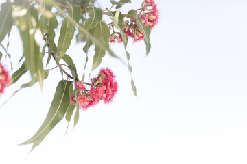 Pink flowering corymbia gum tree with sun flare