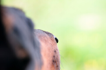 Doberman