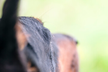Doberman