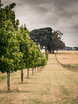Straight row of ornamental trees beside a driveway