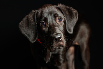 Puppy happy labrador dog in studio lighting