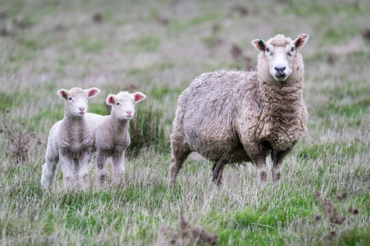 Twin lambs and mother sheep in paddock