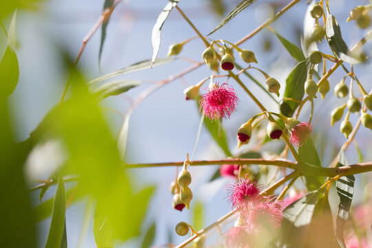Pink flowering gum tree with flowers and leaves