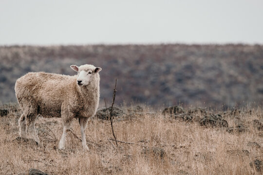 Dry grass and a sheep.