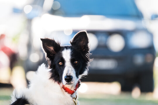 Black and white border collie dog.