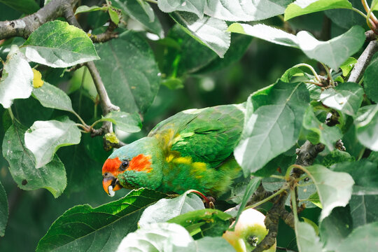 Musk Lorikeet eating apple in the orchard.