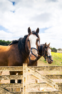 A pair of working Clydesdale horses waiting at the farm gate