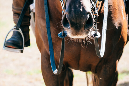 Details of horse and rider.