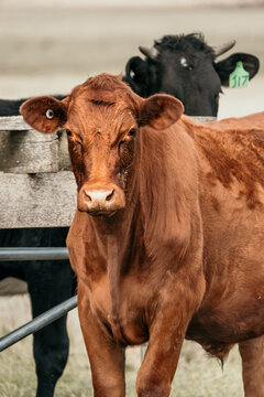 Red Angus cow