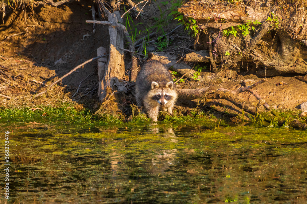 Wall mural Raccoon looking straight ahead