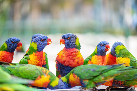 Multiple colourful lorikeets chat over feeding