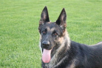 German Shepherd lies on the green grass