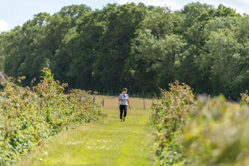 Naklejka na ściany i meble Young female picking fresh farm raspberries in field in Sevenoaks, Kent