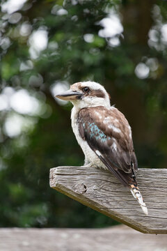 Kookaburra perched on wooden beam looking for food