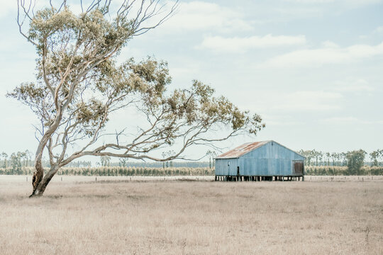 Country shearing shed with gumtree.