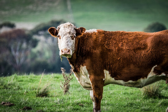 Red Hereford cow in the paddock