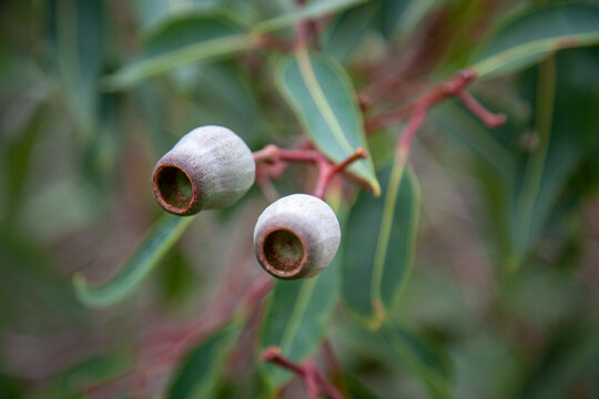 Two large gum nuts on Eucalyptus tree