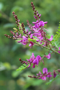 The beautiful pink flowers of an Indigofera shrub, in close up, flowering outdoors in a natural setting.