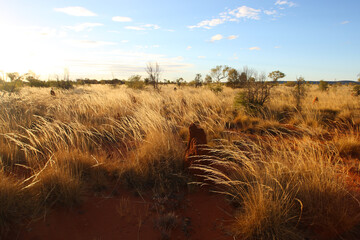 Northern Territory grasslands