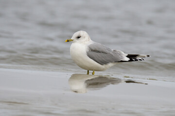 Sturmmöwe (Larus canus) im Herbst an der Ostsee	