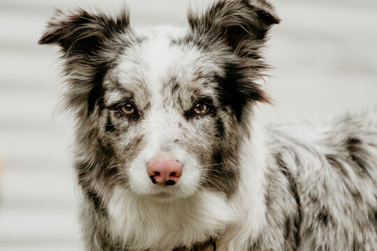 Border collie close up.