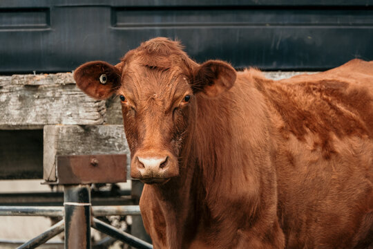 Red cow looks at camera.