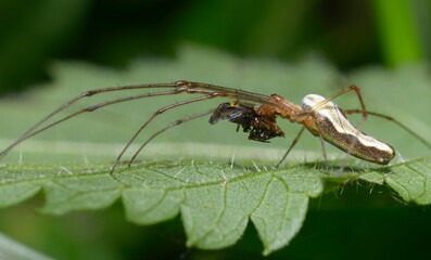 Long legged spider eating fly on a leaf