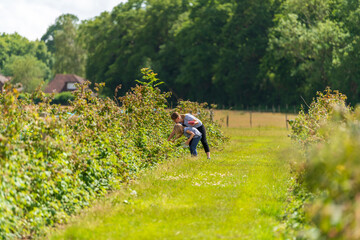 Young female and her daughter are picking fresh farm raspberries in field in Sevenoaks, Kent