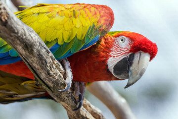 close up of a colorful macaw 