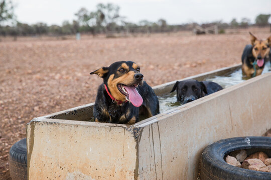 Dogs standing in stock water trough