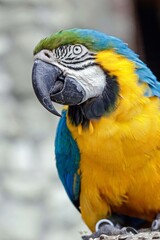 portrait of a blue yellow macaw 
