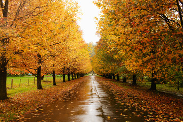 Street lined with Autumn trees