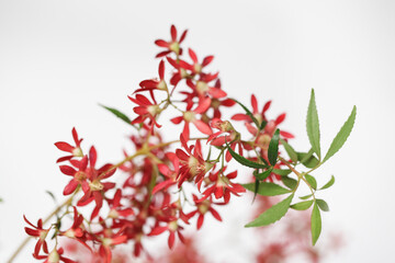 Close up of Christmas Bush flowers