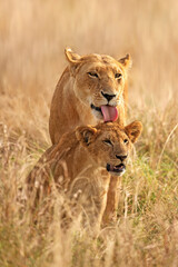 Fototapeta na wymiar Mother and cub 