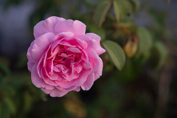 The rosy rose bloomed alone on the tree.