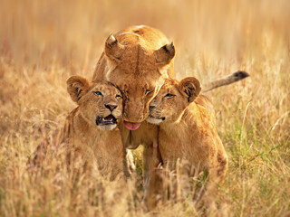 Lioness and cubs