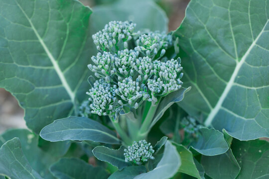 Close up of broccolini in a garden