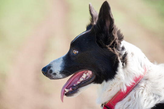 Close up of border collie dog